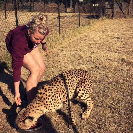 feeding cheetah