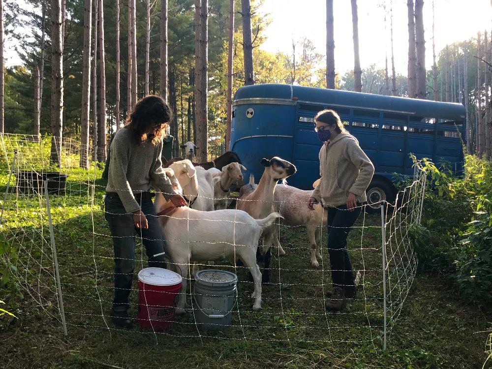 Two people taking care of goat