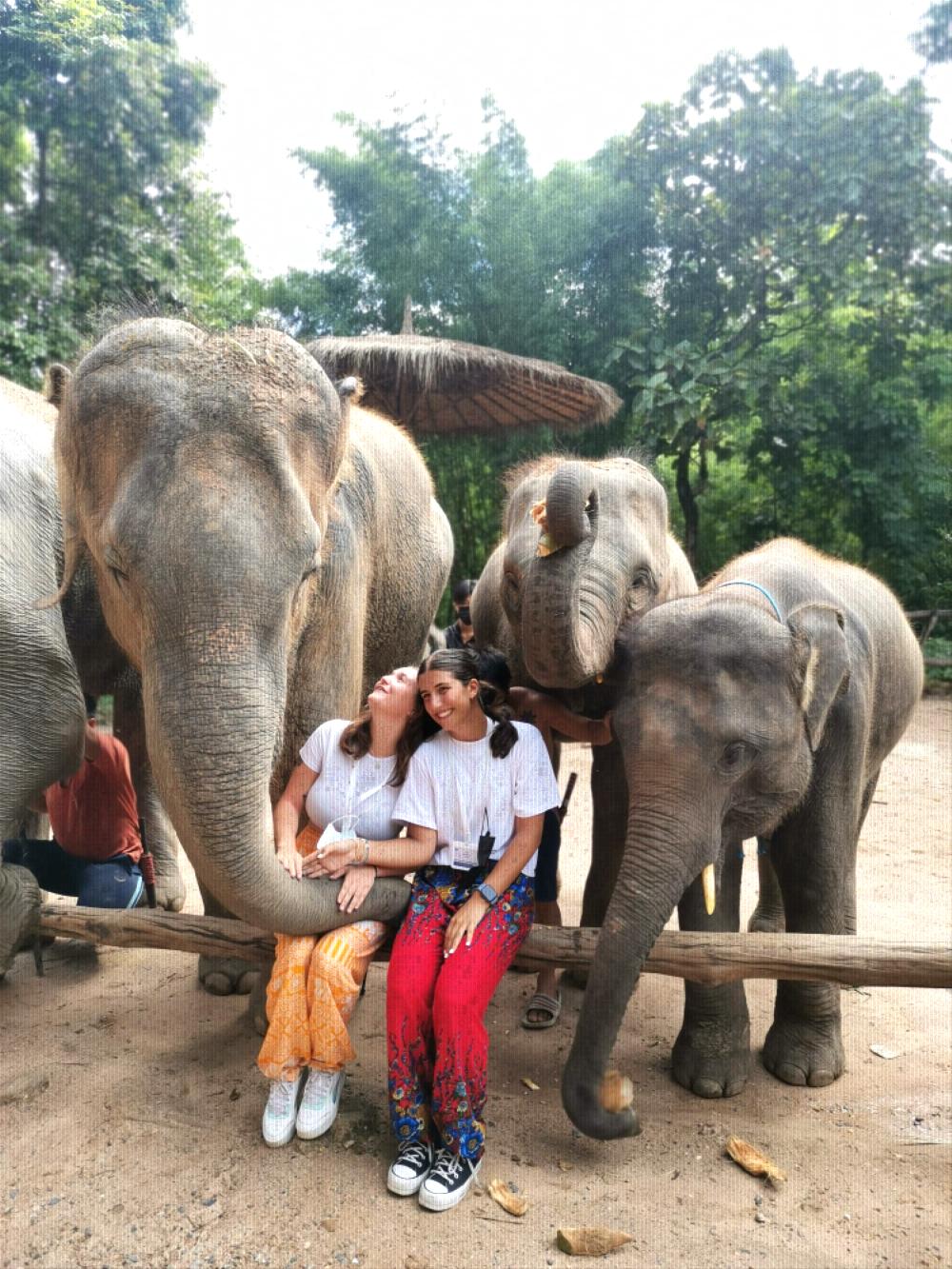 Thai elephant photo