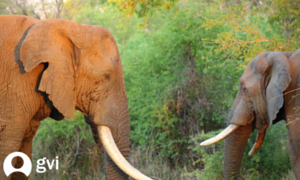Limpopo elephants