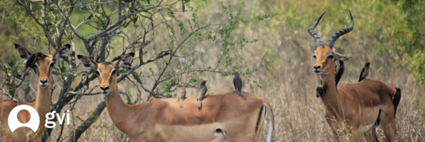 Limpopo cover