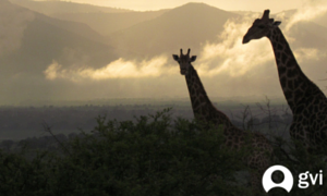 Limpopo giraffes clouds