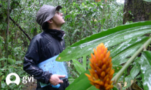 Jalova rainforest