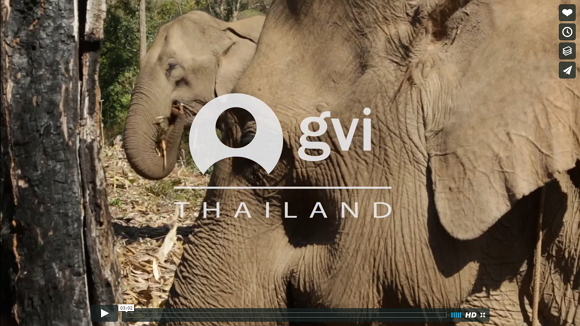 video thailand elephants