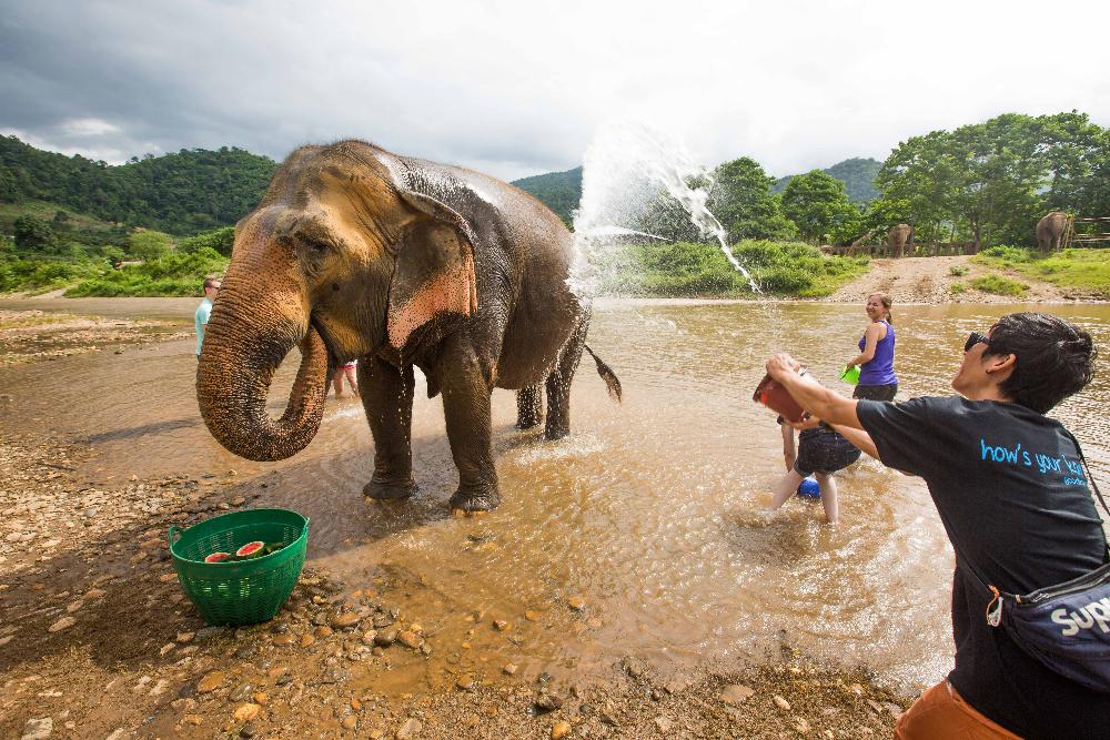 elephant
