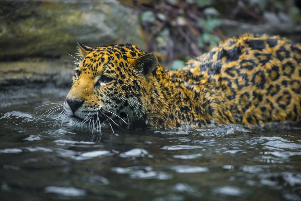 Jaguar