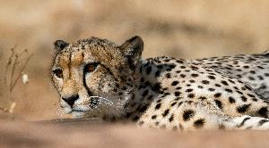 Big 5 Wildlife cheetah