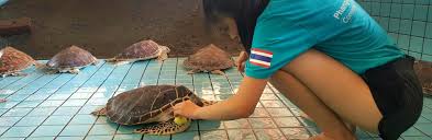 Turtles
