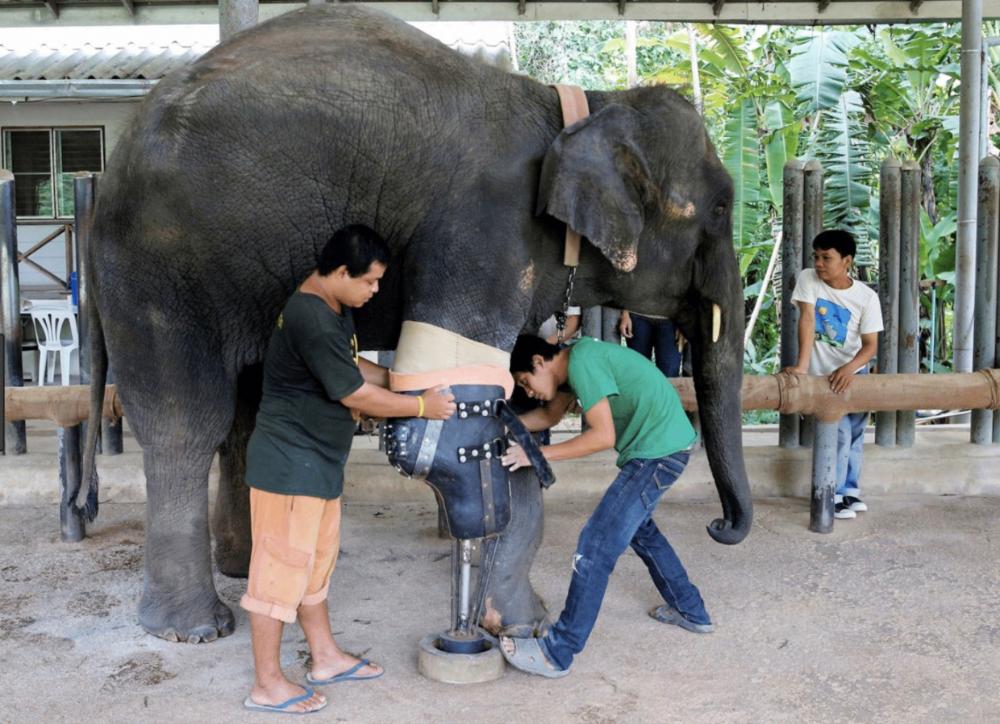 prosthetics elephant