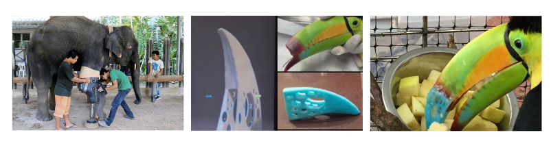 prosthetic course