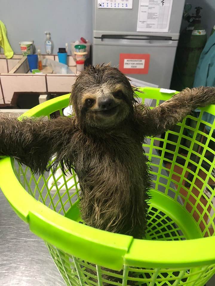 costa rica sloth