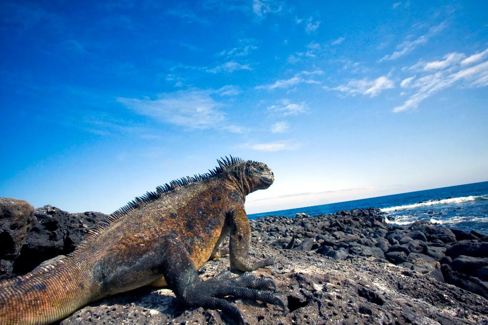 Iguana on rocky ledge.