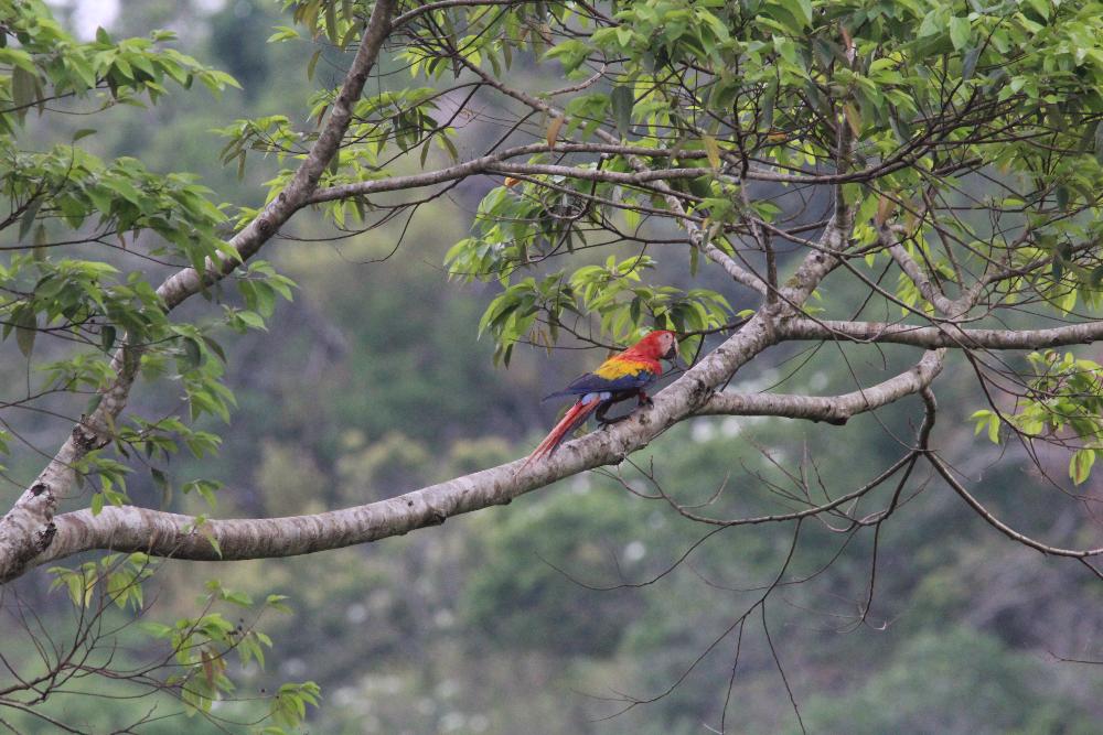 Scarlet Macaw in the wild