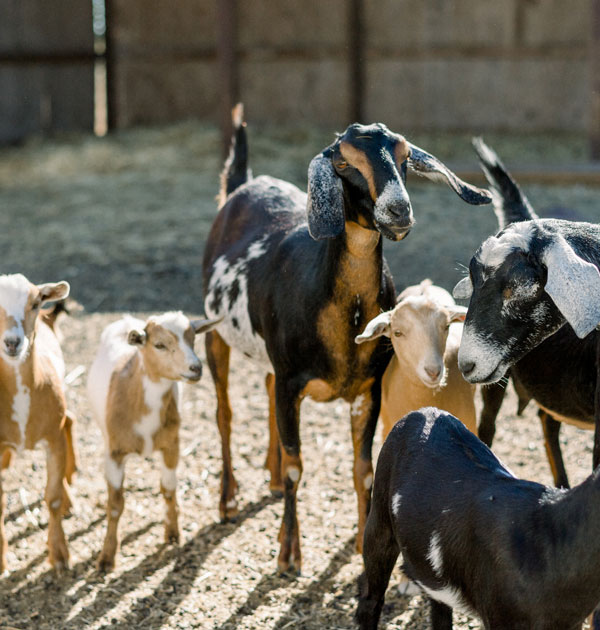 Goats