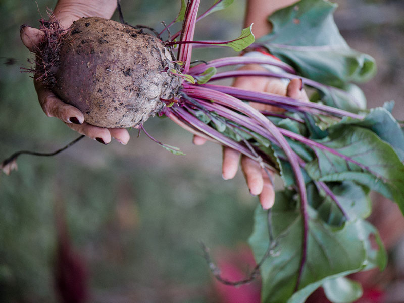 Beets