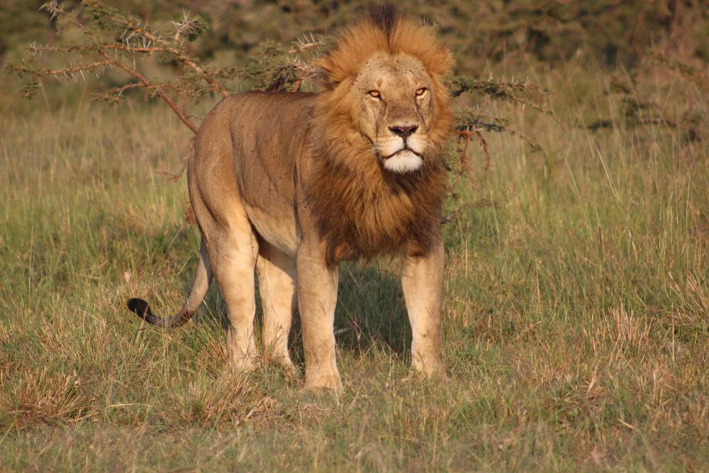 Maasai Mara