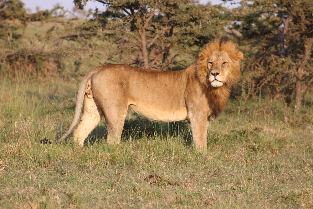 lion