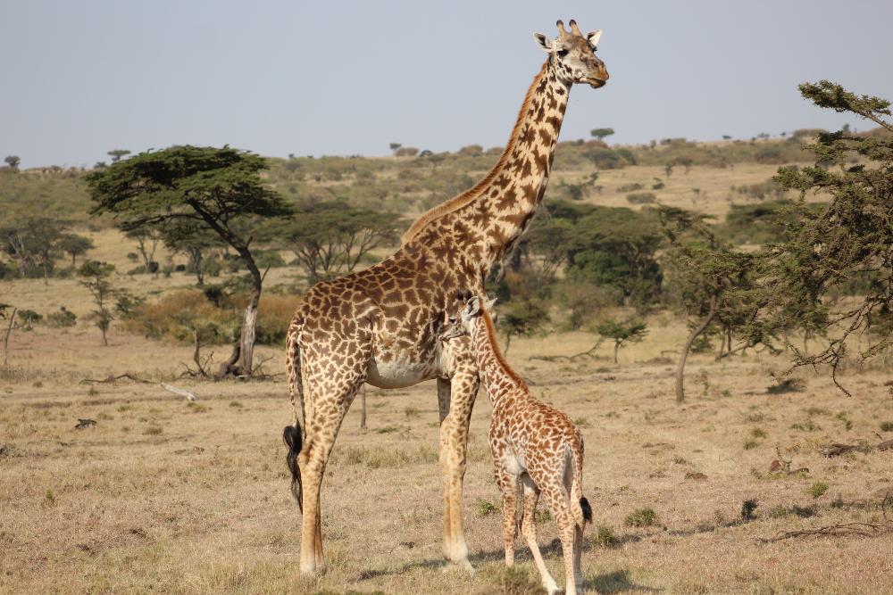 giraffe