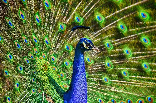 peacock