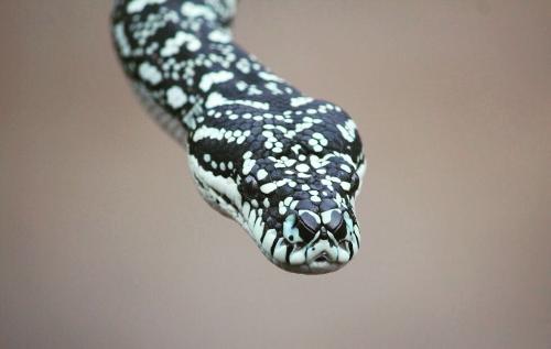 snake