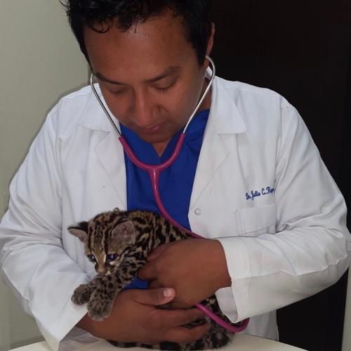 Margay