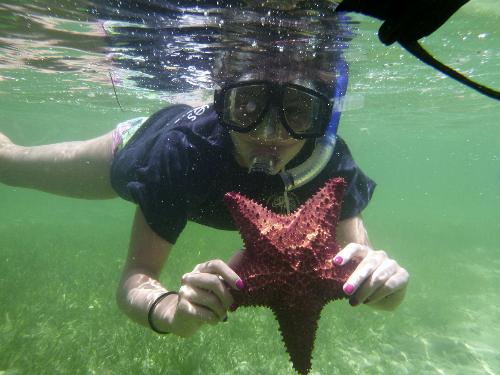starfish
