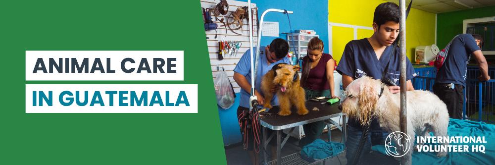 Animal Care Guatemala