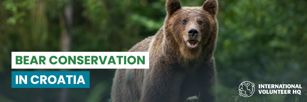 Bear Conservation in Croatia