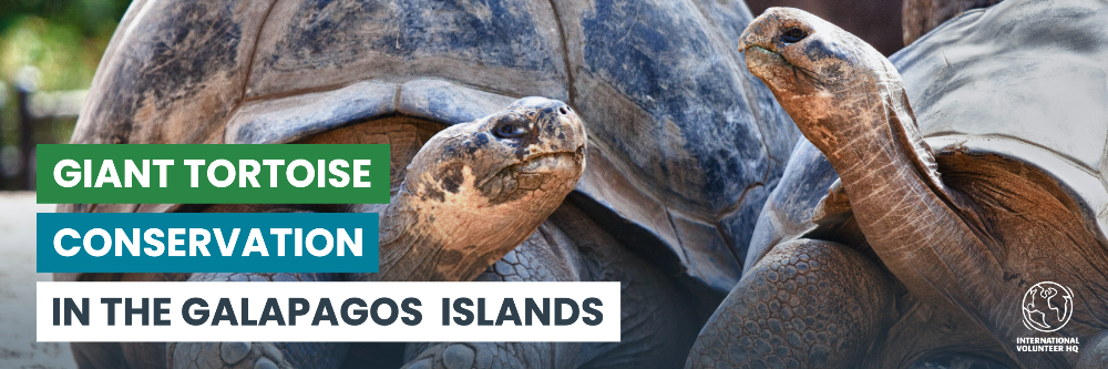 IVHQ Galapagos Giant Tortoise