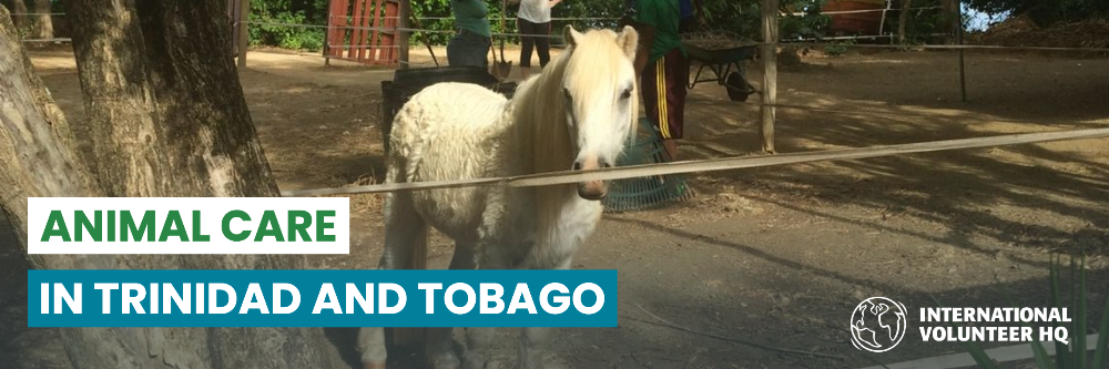 IVHQ Trinidad and Tobago Animal Care