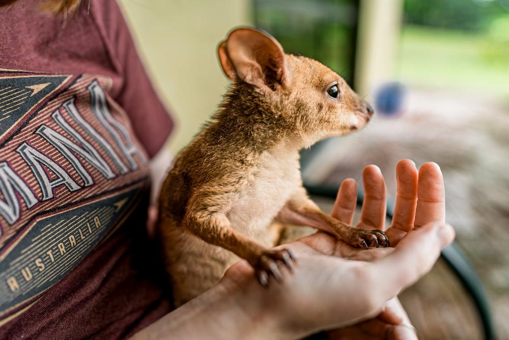 marsupial