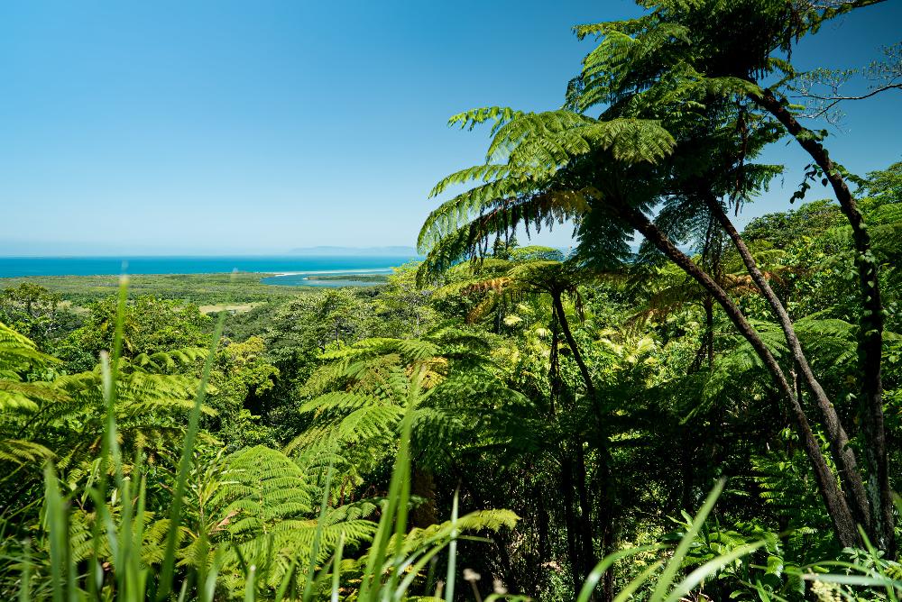 Rainforest