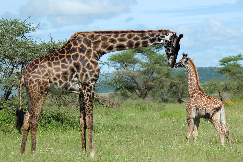 Giraff