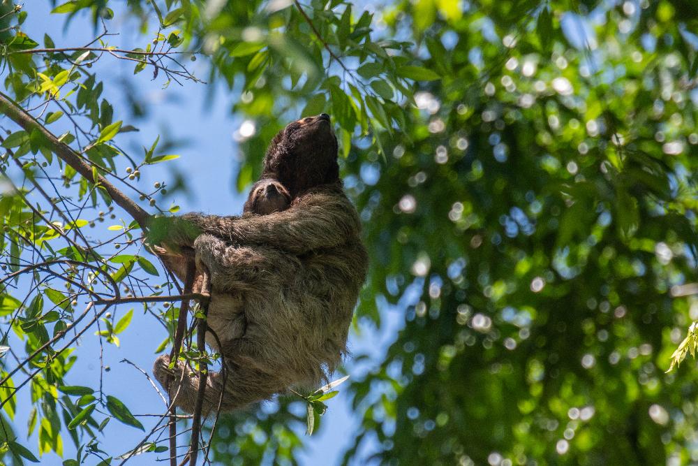 sloth