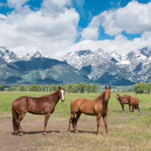 wyoming, usa
